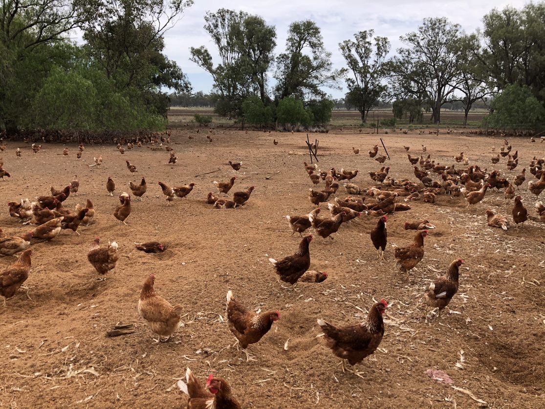 Shape-changing Bacteria Evade Fowl Cholera Vaccines - Queensland ...